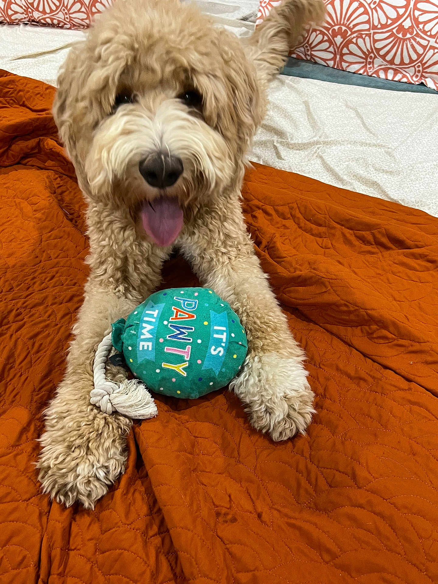 Rooney joined the competition — help win amazing prizes! animal, bed, cheerful, colorful_toy, cozy, curly_fur, cute, dog, fabric, fur, happy, home, indoor, lying_down, orange_blanket, pet, pillow, playful, tongue_out, toy