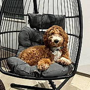 Rooney joined the competition — help win amazing prizes! animal, brown, companion, cozy, curly_fur, cushion, cute, dog, domestic, floor, furniture, hanging_chair, indoor, modern, pet, portrait, relaxed, resting, seat, white