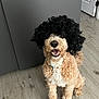 Rooney joined the competition — help win amazing prizes! adorable, black_wig, canine, collar, costume, curly_fur, dog, domestic_animal, funny, fur, happy, home, indoor, pet, playful, sitting, smiling, tongue_out, wig, wooden_floor