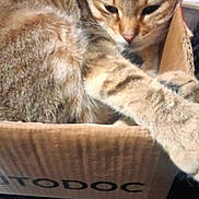 Isis participe au concours pour gagner de l'argent avec cette photo : cat, tabby, cardboard_box, indoor, pet, feline, paw, fur, striped, relaxed, sleepy, closeup, animal, domestic_cat, whiskers, ears, resting, household, cute, comfortable
