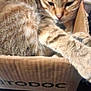 cat, tabby, cardboard_box, indoor, pet, feline, paw, fur, striped, relaxed, sleepy, closeup, animal, domestic_cat, whiskers, ears, resting, household, cute, comfortable