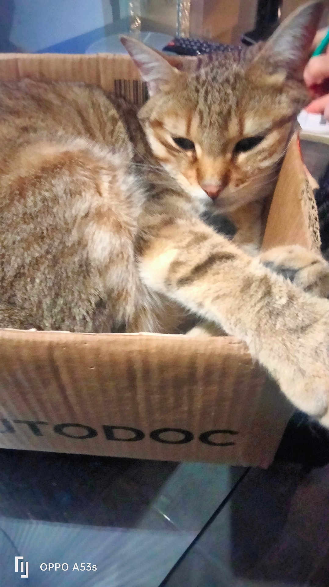 Isis participe au concours pour gagner de l'argent avec cette photo : cat, tabby, cardboard_box, indoor, pet, feline, paw, fur, striped, relaxed, sleepy, closeup, animal, domestic_cat, whiskers, ears, resting, household, cute, comfortable