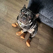 Chavo joined the competition — help win amazing prizes! animal, boots, brown_boots, couch, cute, dog, doormat, expression, floor, french_bulldog, gray_couch, home, house, indoor, looking_up, paw_protection, pet, sitting, small_dog, wood_floor