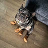 animal, boots, brown_boots, couch, cute, dog, doormat, expression, floor, french_bulldog, gray_couch, home, house, indoor, looking_up, paw_protection, pet, sitting, small_dog, wood_floor