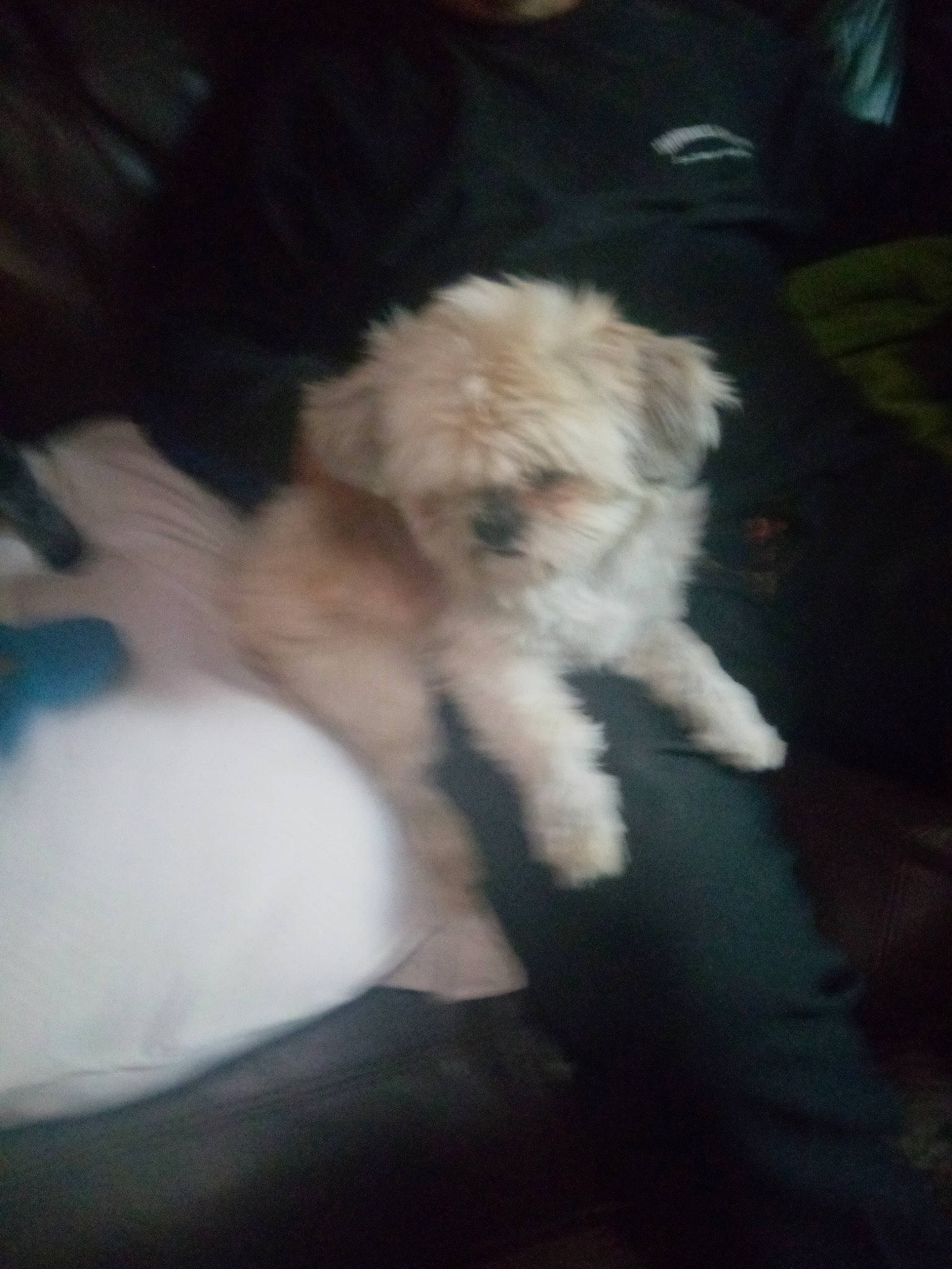 Coby is registered to the contest to win money with this photo: canidae, carnivore, cloud, companion_dog, dog, dog_breed, fur, maltepoo, non_sporting_group, puppy, shih_poo, small_terrier, snout, sporting_group, tail, terrier, toy_dog, water_dog, working_animal, yorkipoo