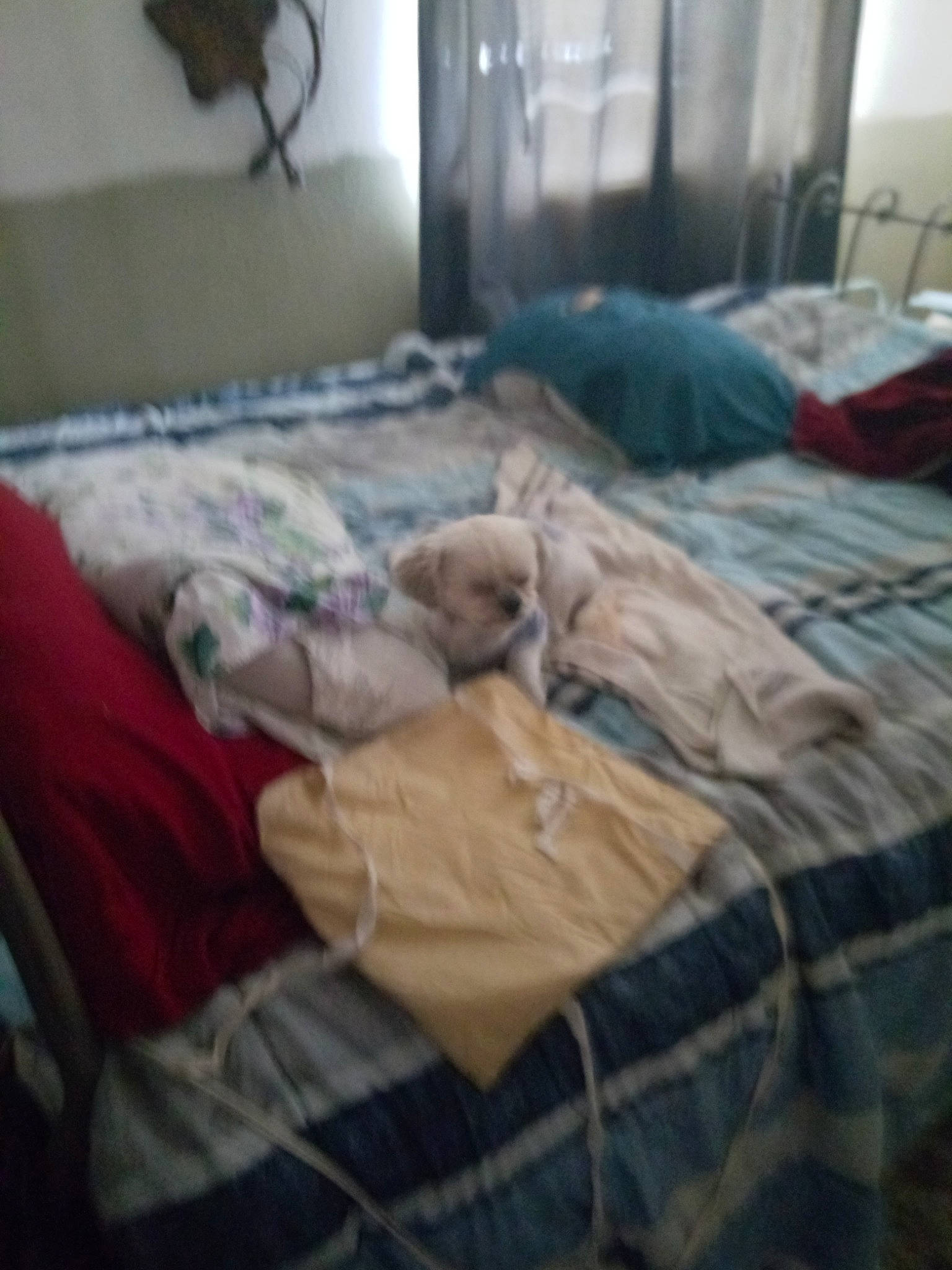 Coby joined the competition — help win amazing prizes! bed, bed_frame, bed_sheet, bedding, bedroom, blanket, comfort, duvet, duvet_cover, floor, flooring, hardwood, linens, pattern, plaid, rectangle, room, tartan, textile, wood