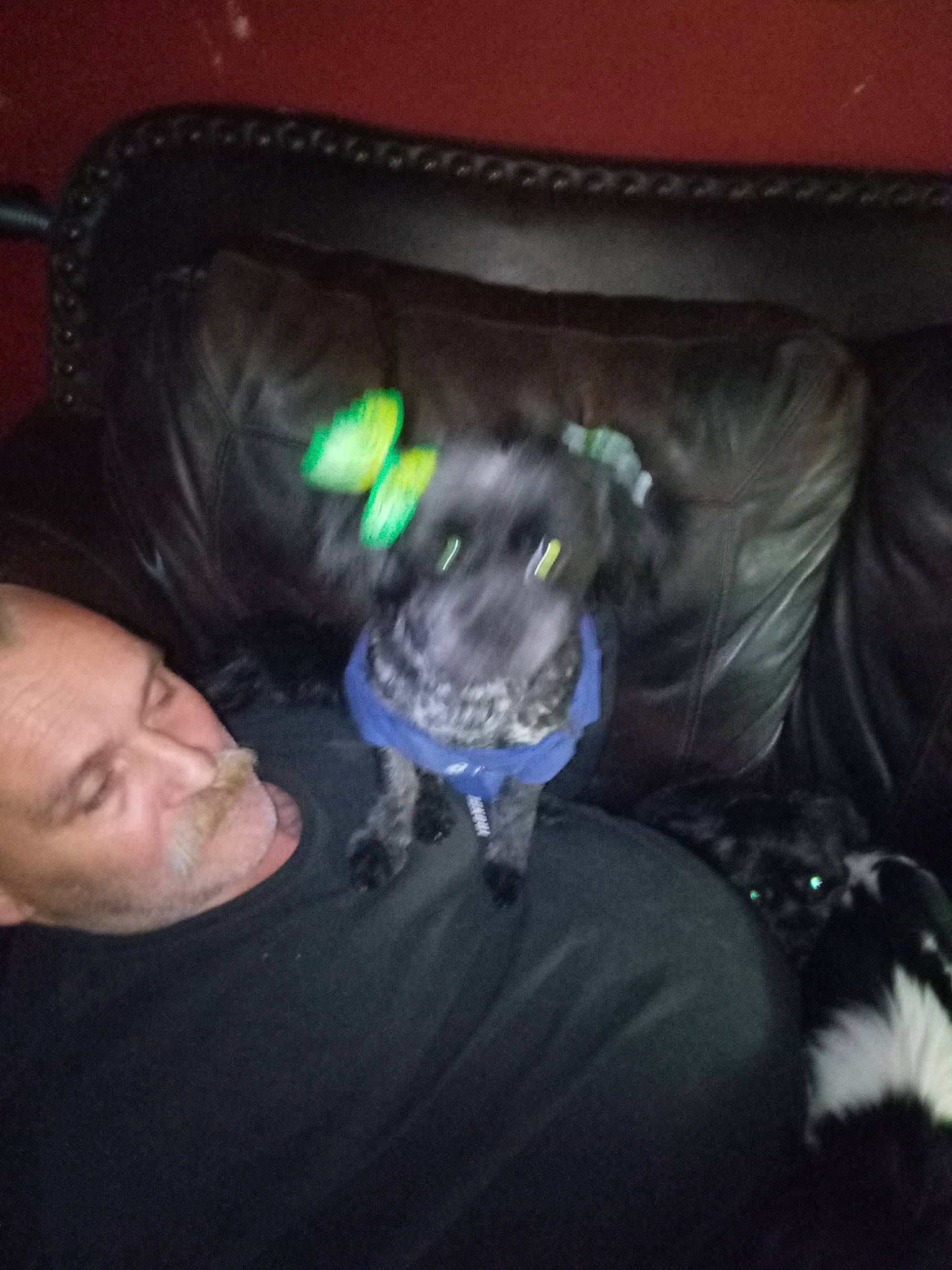 Mary is registered to the contest to win money with this photo: canidae, carnivore, comfort, companion_dog, couch, darkness, dog, dog_breed, electric_blue, felidae, fun, fur, sitting, small_to_medium_sized_cats, snout, sporting_group, t_shirt, toy_dog, vertebrate, whiskers