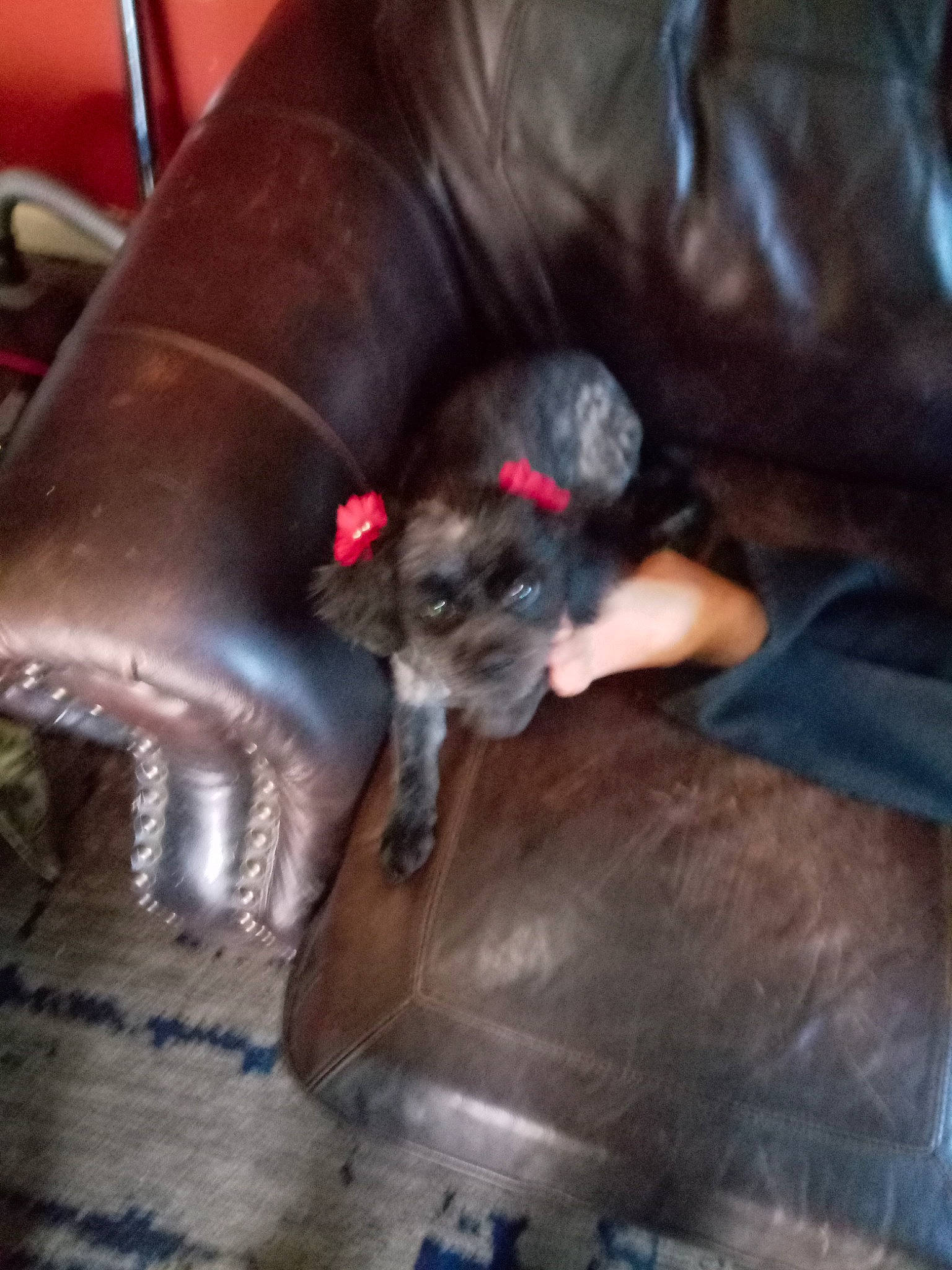 Mary is registered to the contest to win money with this photo: canidae, carnivore, comfort, companion_dog, couch, dog, dog_breed, fawn, felidae, flooring, fur, hardwood, liver, paw, small_to_medium_sized_cats, snout, sporting_group, tail, whiskers, working_animal