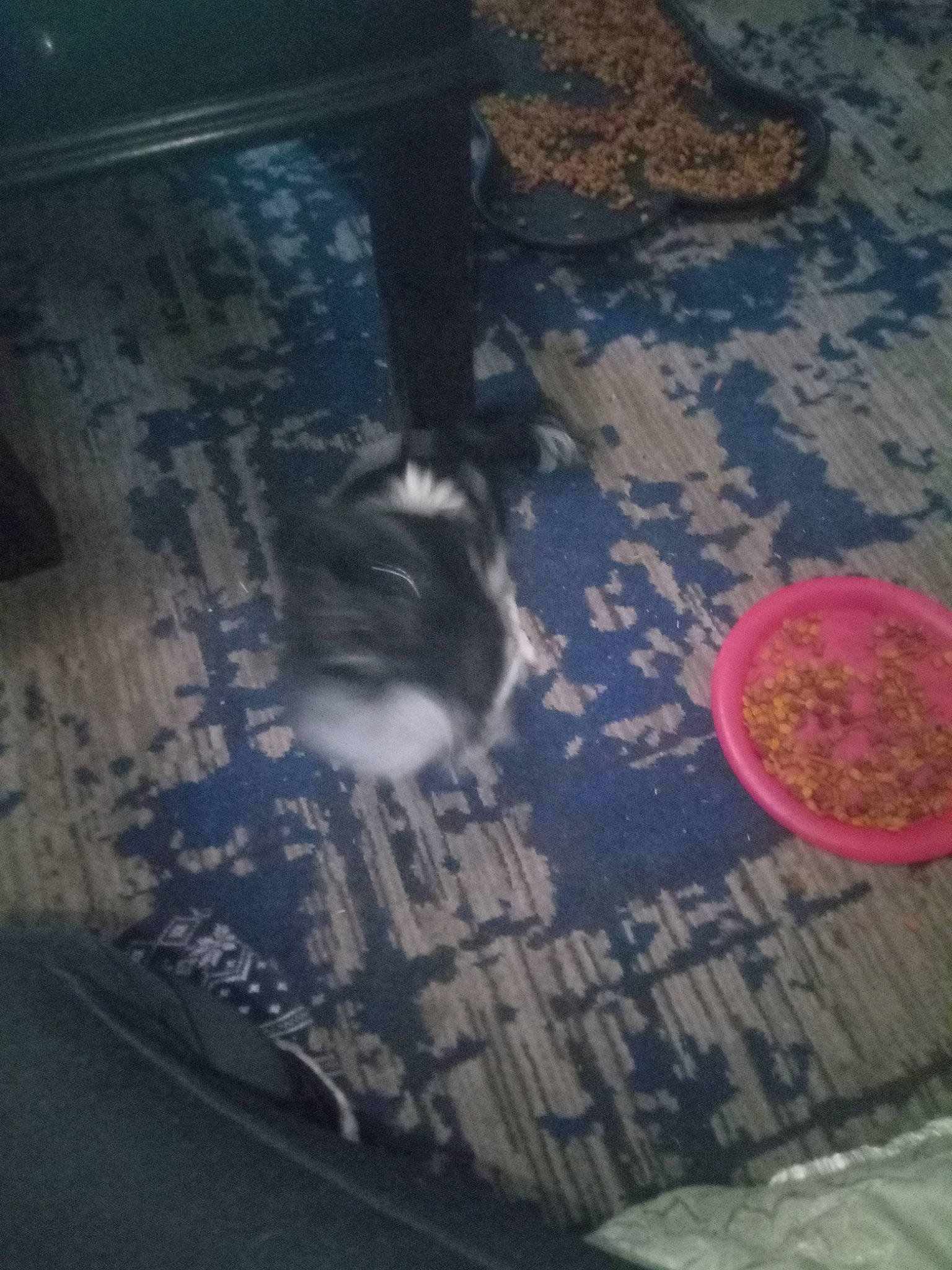 Riley joined the competition — help win amazing prizes! asphalt, canidae, carnivore, cat, city, companion_dog, dog_breed, felidae, floor, flooring, fur, hardwood, road_surface, shadow, sidewalk, small_to_medium_sized_cats, tail, tints_and_shades, whiskers, wood