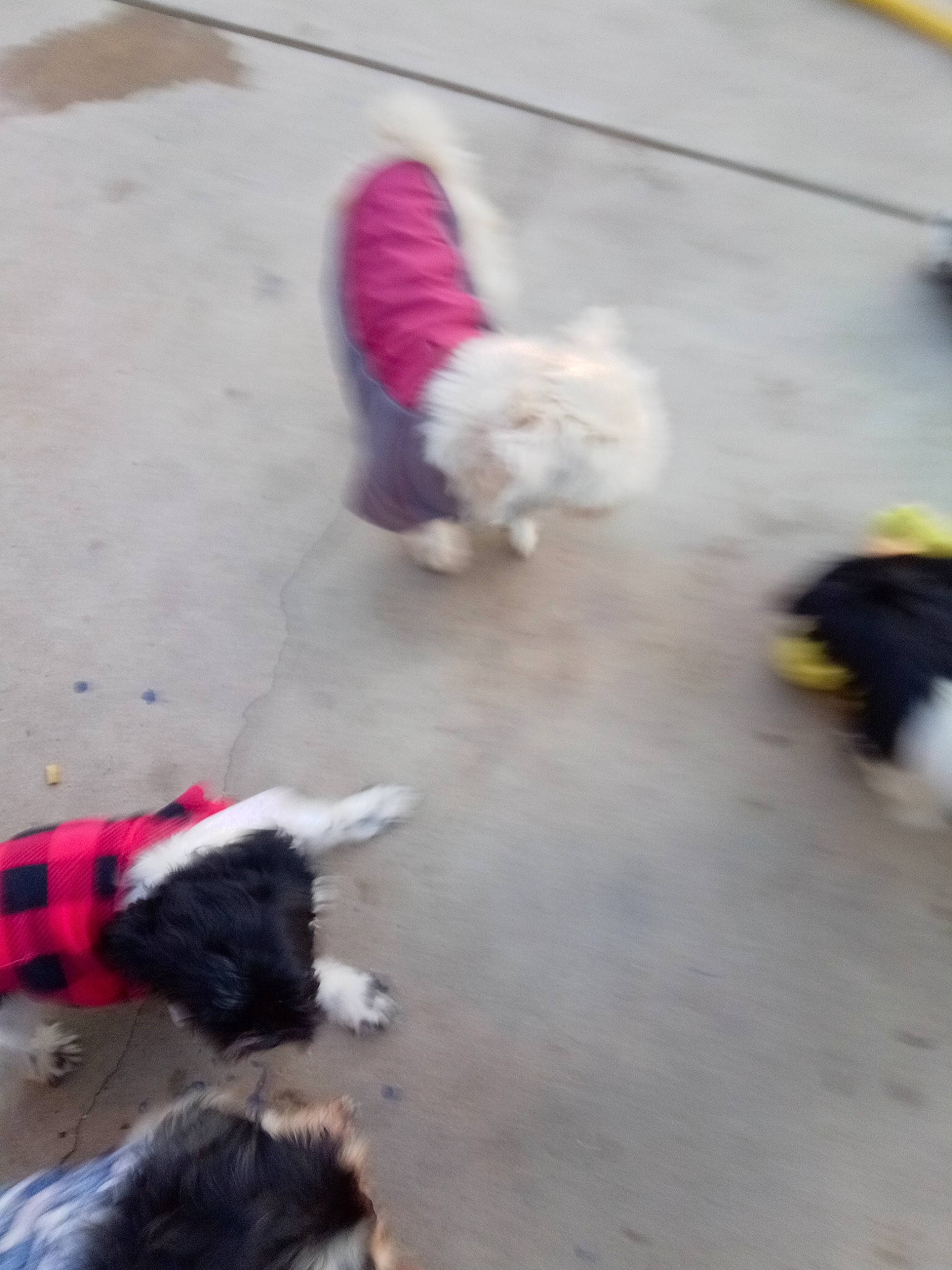 Riley joined the competition — help win amazing prizes! canidae, carnivore, companion_dog, dog, dog_breed, dog_clothes, dog_supply, event, flooring, fun, fur, non_sporting_group, paw, pet_supply, road_surface, snout, sporting_group, tail, toy_dog, working_animal