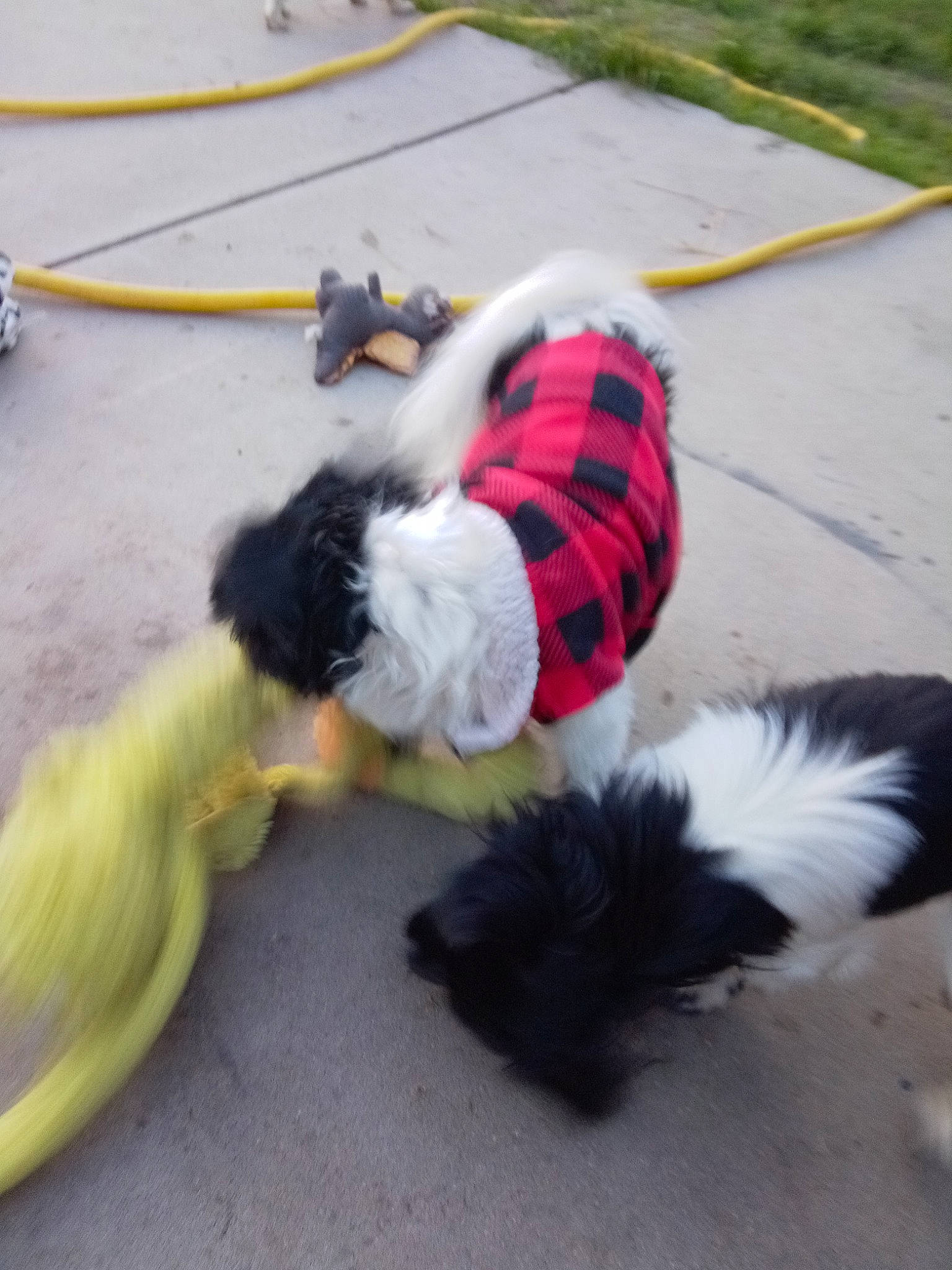 Riley is registered to the contest to win money with this photo: canidae, carnivore, collar, companion_dog, costume, dog, dog_breed, dog_clothes, dog_supply, event, flooring, fur, grass, leash, non_sporting_group, small_terrier, snout, sporting_group, tail, toy_dog