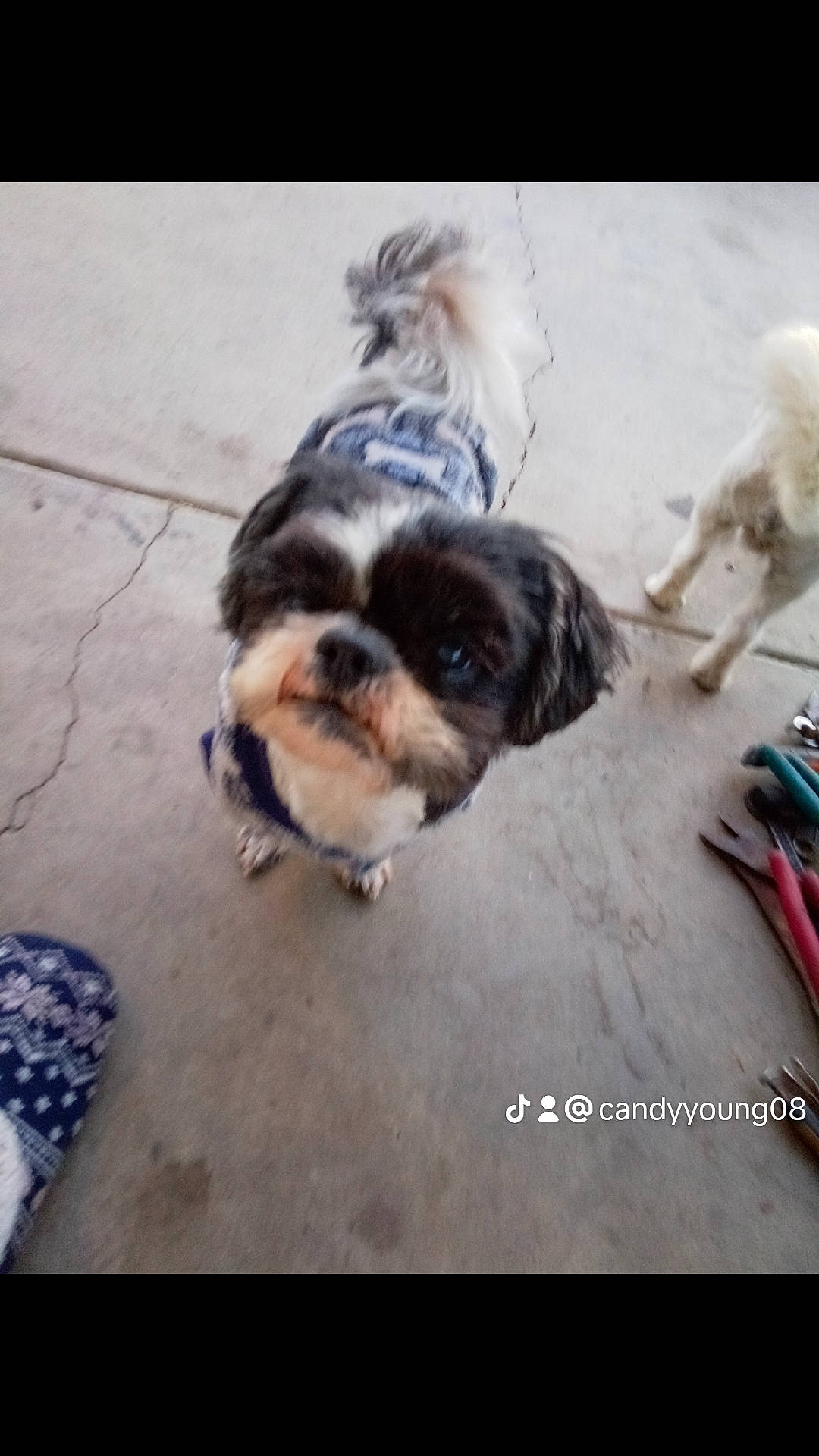 Ben is registered to the contest to win money with this photo: carnivore, companion_dog, dog, dog_breed, flooring, fur, liver, non_sporting_group, puppy, shih_tzu, snout, sporting_group, square, terrestrial_animal, toy_dog, working_animal, wrinkle