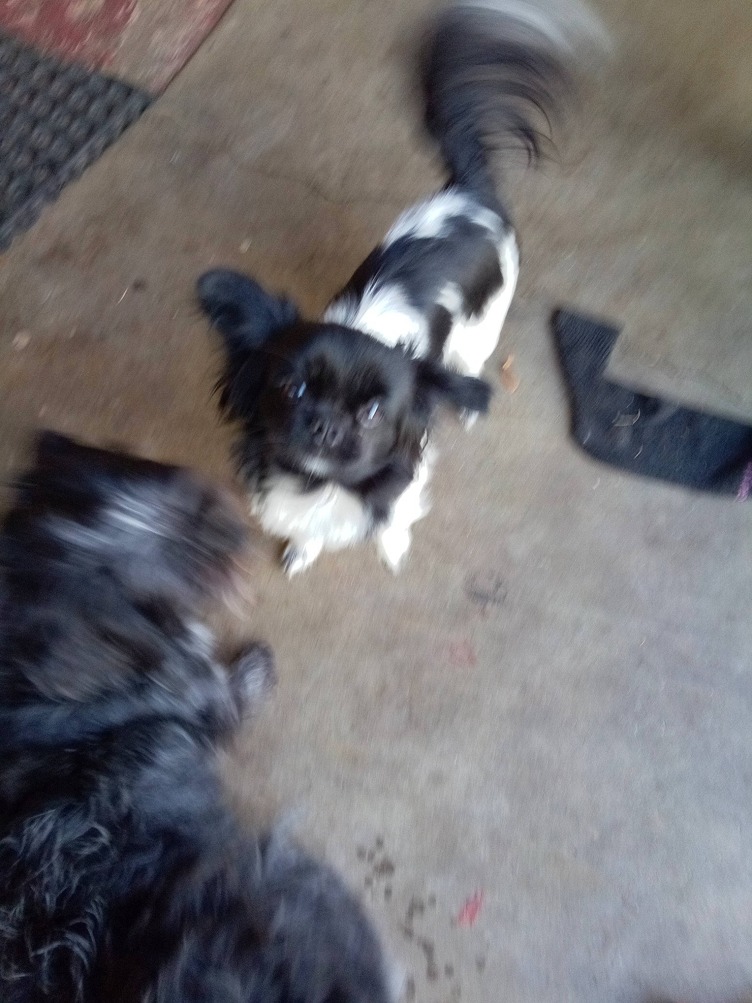 Journey is registered to the contest to win money with this photo: canidae, carnivore, companion_dog, dog, dog_breed, dog_supply, fawn, flooring, fur, hardwood, liver, non_sporting_group, paw, shadow, sporting_group, tail, toy_dog, vertebrate, whiskers, working_animal