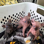 Babies joined the competition — help win amazing prizes! animal, baby, blanket, blue_eyes, cat, curious, cute, domestic, ears, feline, hairless, indoor, kitten, laundry_basket, pet, resting, small, sphynx_kittens, wrinkled_skin, young