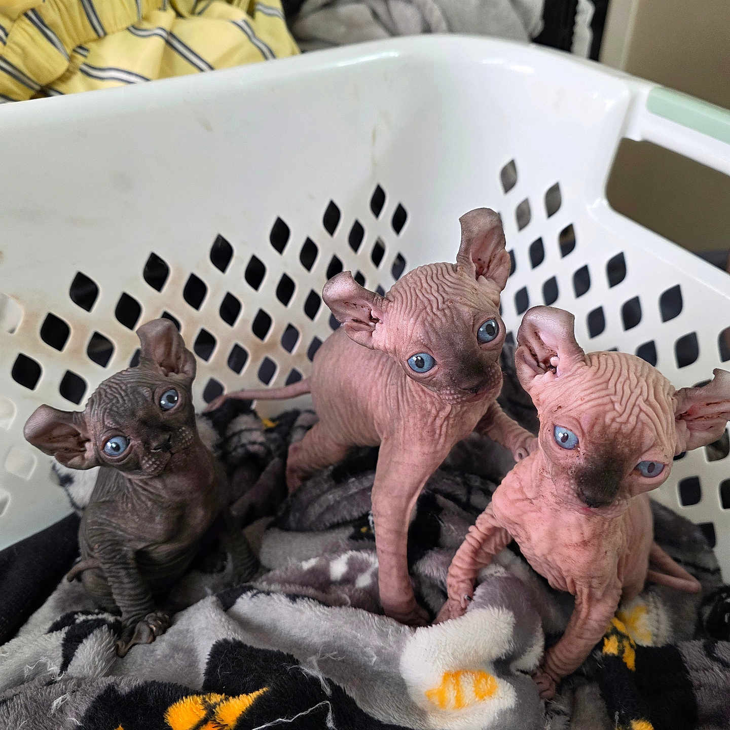 Babies joined the competition — help win amazing prizes! animal, baby, blanket, blue_eyes, cat, curious, cute, domestic, ears, feline, hairless, indoor, kitten, laundry_basket, pet, resting, small, sphynx_kittens, wrinkled_skin, young
