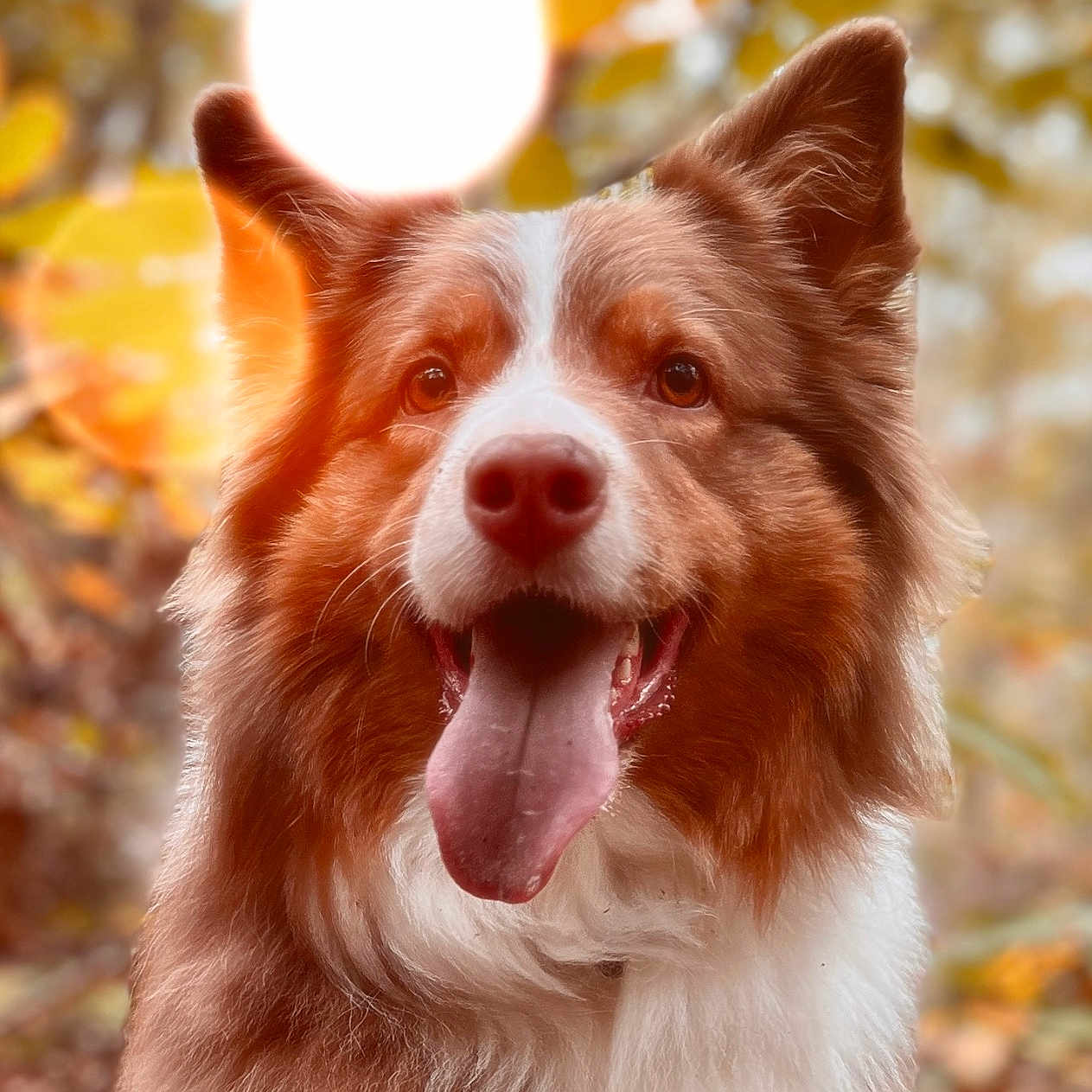 Navi participe au concours pour gagner de l'argent avec cette photo : animal, autumn, background_blur, canine, closeup, dog, ears, friendly, fur, happy, leaves, muzzle, nature, outdoor, pet, portrait, smiling, sunlight, tongue, warm_colors