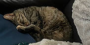Handy participe au concours pour gagner de l'argent avec cette photo : cat, tabby, sleeping, couch, leather, blanket, cushion, indoor, pet, cozy, fur, resting, domestic_animal, feline, relaxation, curled_up, comfort, home, quiet, nap