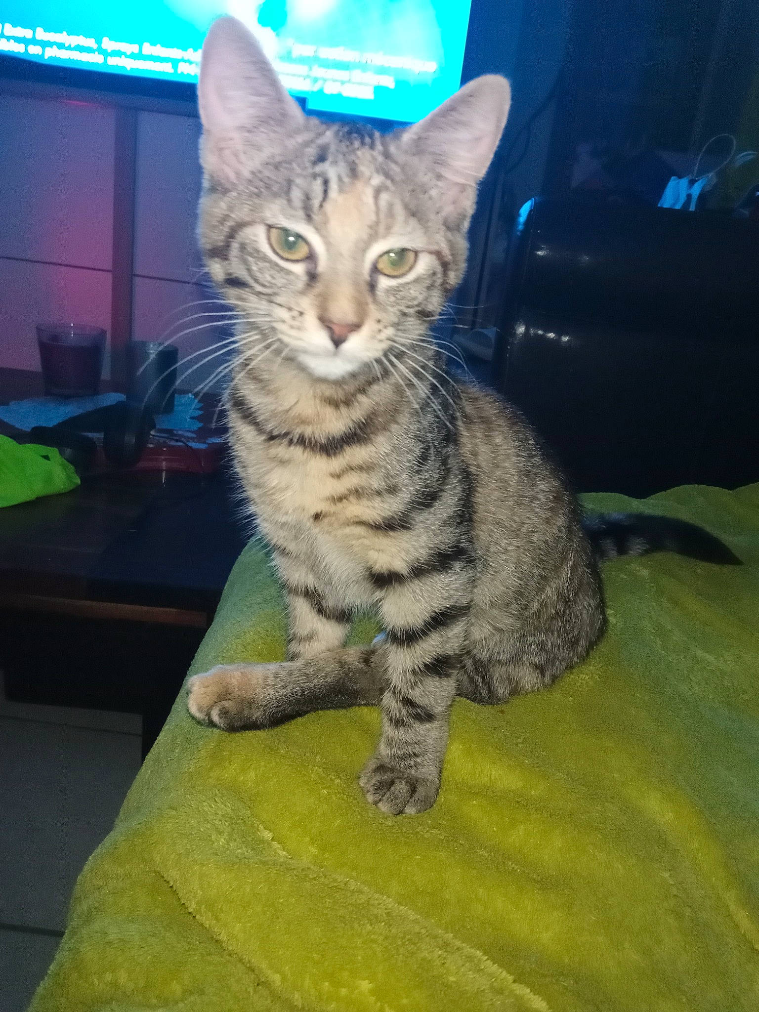 Handy participe au concours pour gagner de l'argent avec cette photo : carnivore, cat, comfort, domestic_short_haired_cat, felidae, fur, paw, sitting, small_to_medium_sized_cats, snout, tail, terrestrial_animal, whiskers