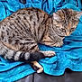 Handy participe au concours pour gagner de l'argent avec cette photo : cat, tabby_cat, feline, pet, animal, fur, striped, blanket, blue_blanket, cozy, resting, indoor, soft_texture, tail, whiskers, ears, paws, sleepy, cute, relaxed