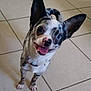 dog, small_dog, happy, spotted_coat, tongue_out, ears_up, tile_floor, pet, animal, cute, standing, indoor, companion, friendly, canine, smiling, adorable, domestic, mammal, playful