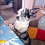 dog, small_dog, spotted_dog, indoor, tablecloth, cushion, furniture, curious, pet, animal, ears, paw, face, snout, tile_floor, living_room, domestic, close_up, resting, home