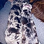 dog, pets, lap, collar, spotted, fur, resting, cozy, snuggling, animal, indoor, person, legs, relaxing, companionship, cute, domestic, friendship, three_dogs, grey_pants