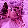 dog, pet, lying_down, bed, blanket, hand, watch, collar, spotted, comfort, resting, indoor, closeup, fur, animal, human_interaction, relaxation, cute, pink_tint, cozy