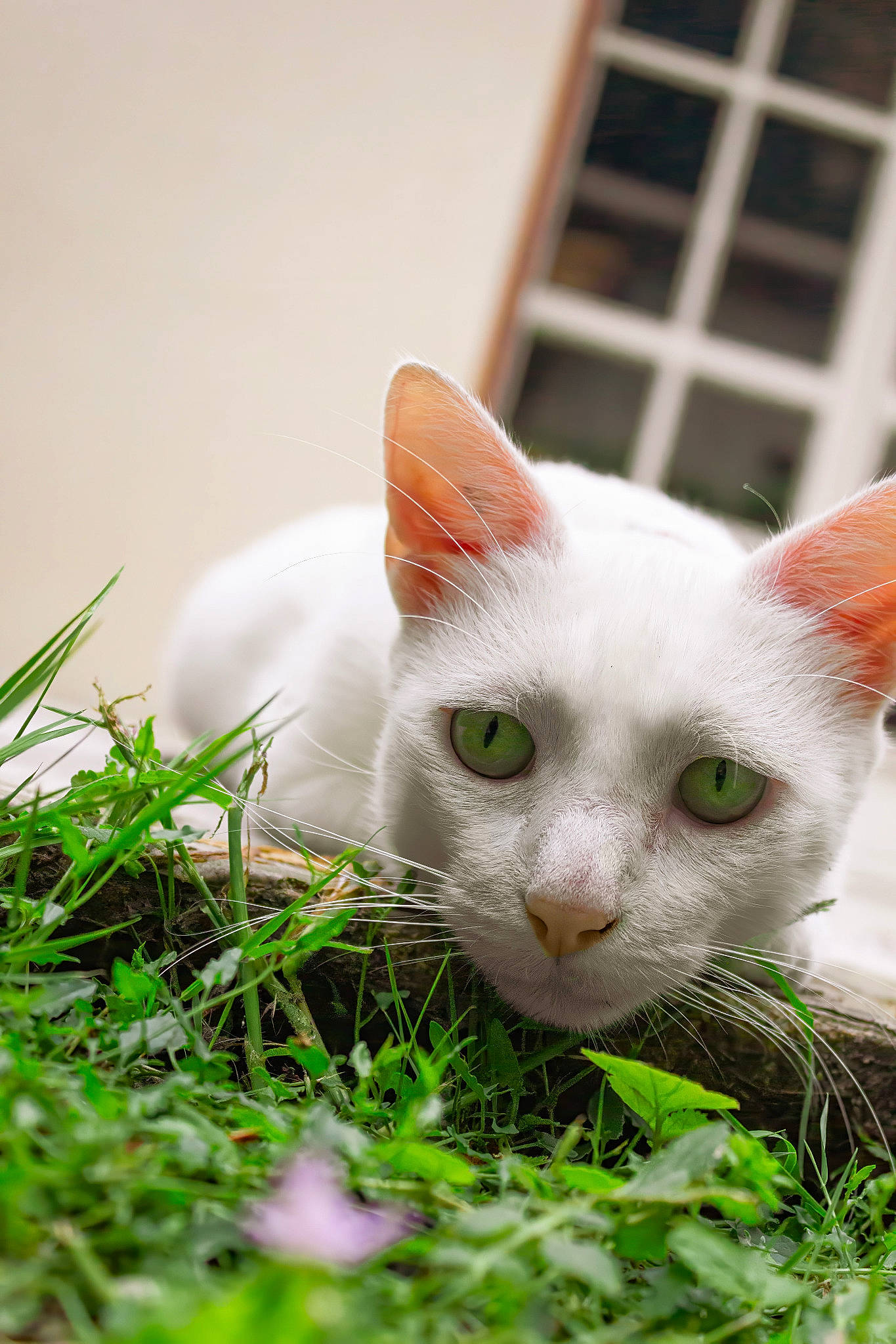 Bruno participe au concours pour gagner de l'argent avec cette photo : carnivore, cat, domestic_short_haired_cat, fawn, felidae, fur, grass, herb, herbaceous_plant, plant, small_to_medium_sized_cats, snout, tail, terrestrial_animal, vehicle_registration_plate, whiskers