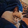 cat, animal, pet, feline, blanket, blue_blanket, indoor, cozy, resting, closeup, face, ears, fur, whiskers, paws, curious, home, soft, comfort, relaxation