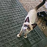 cat, kitten, siamese, blue_eyes, curious, tail, mat, gray_mat, carpet, patterned_carpet, wooden_bench, indoor, shoe, sandals, floor, pet, animal, looking_up, small, domestic
