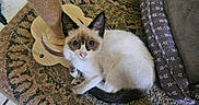 Siam is registered to the contest to win money with this photo: animal, blue_eyes, cat, cozy, curled_up, cute, ears, floor, fur, home, indoor, kitten, looking_up, pet, pet_bed, rug, scratching_post, siamese, tail, whiskers