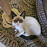 Siam is registered to the contest to win money with this photo: cat, kitten, siamese, blue_eyes, scratching_post, rug, pet_bed, curled_up, indoor, fur, whiskers, ears, tail, looking_up, cozy, floor, home, cute, animal, pet