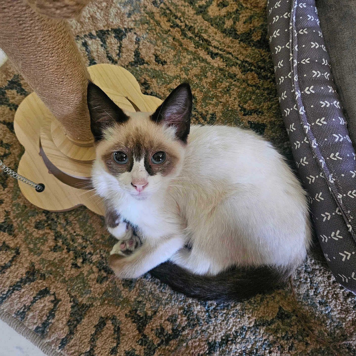 Siam is registered to the contest to win money with this photo: cat, kitten, siamese, blue_eyes, scratching_post, rug, pet_bed, curled_up, indoor, fur, whiskers, ears, tail, looking_up, cozy, floor, home, cute, animal, pet
