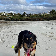 Echo a rejoint le concours — aidez-le/la à gagner de superbes lots ! beach, black_and_tan, clouds, coast, dog, happy, houses, landscape, long_hair, outdoor, pebbles, red_bow, red_harness, running, sand, shoreline, sky, tennis_ball, tongue_out, village