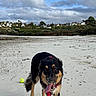 beach, black_and_tan, clouds, coast, dog, happy, houses, landscape, long_hair, outdoor, pebbles, red_bow, red_harness, running, sand, shoreline, sky, tennis_ball, tongue_out, village