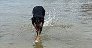 Echo a rejoint le concours — aidez-le/la à gagner de superbes lots ! beach, black_and_tan_dog, cloudy_sky, coastline, dog, houses, motion, nature, ocean, outdoors, red_collar, reflection, rocks, running, sand, seawater, shoreline, splashing, trees, wet