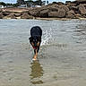 beach, black_and_tan_dog, cloudy_sky, coastline, dog, houses, motion, nature, ocean, outdoors, red_collar, reflection, rocks, running, sand, seawater, shoreline, splashing, trees, wet