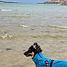 Echo participe au concours pour gagner de l'argent avec cette photo : beach, black_and_tan, blue_coat, coastline, dog, leash, ocean, outdoors, pet, raincoat, rocky_island, seaside, shallow_water, standing, summer, sunny, travel, water, waves, wet