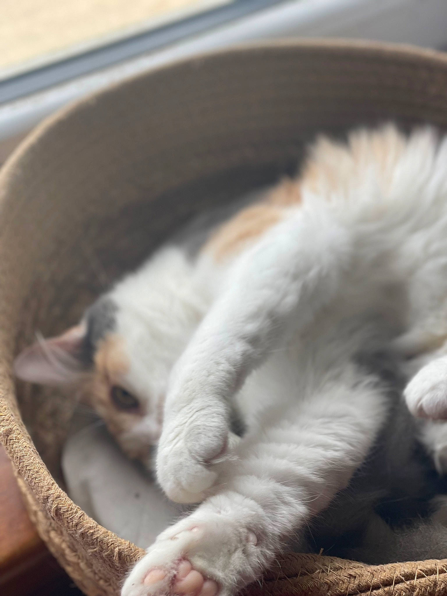 Luna a rejoint le concours — aidez-le/la à gagner de superbes lots ! canidae, carnivore, cat, claw, comfort, companion_dog, dog_breed, domestic_short_haired_cat, fawn, felidae, fur, nap, paw, sleep, small_to_medium_sized_cats, snout, sporting_group, tail, terrestrial_animal, whiskers