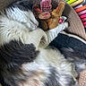 Luna a rejoint le concours — aidez-le/la à gagner de superbes lots ! canidae, car_seat, carnivore, cat, cat_bed, cat_supply, claw, comfort, companion_dog, dog_breed, felidae, fur, linens, nap, paw, photography, small_to_medium_sized_cats, sporting_group, tail, whiskers