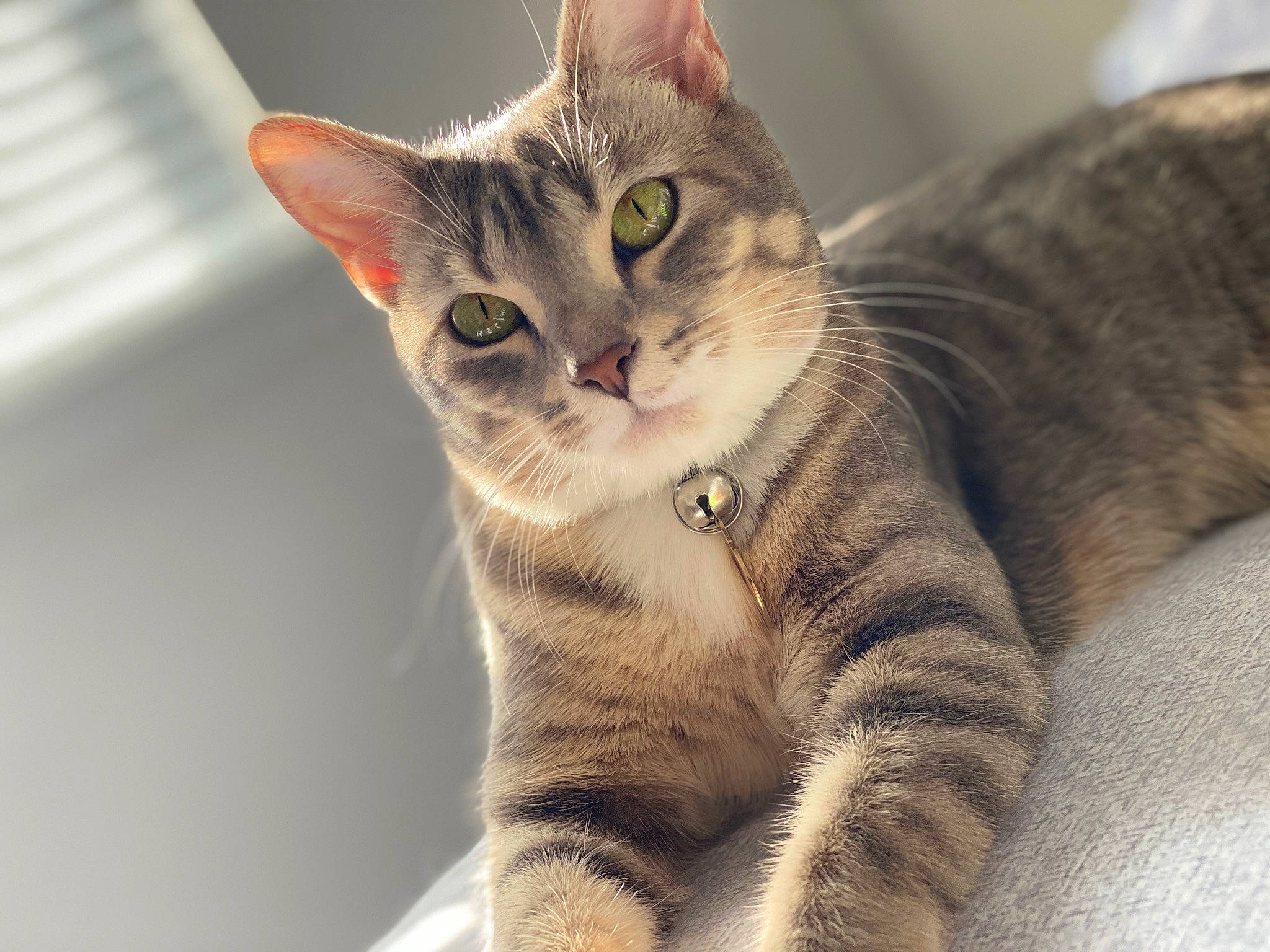 Sabrina joined the competition — help win amazing prizes! carnivore, cat, claw, close_up, domestic_short_haired_cat, felidae, fur, iris, paw, small_to_medium_sized_cats, snout, tail, terrestrial_animal, whiskers, wildlife