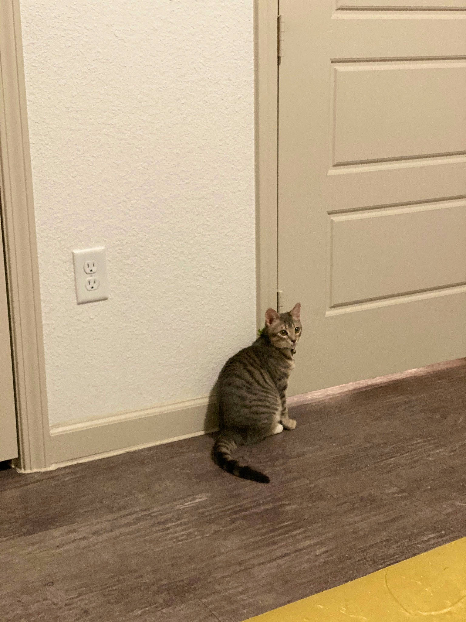 Sabrina is registered to the contest to win money with this photo: carnivore, cat, domestic_short_haired_cat, door, fawn, felidae, floor, flooring, fur, grey, hardwood, home_door, small_to_medium_sized_cats, snout, tail, wall, whiskers, window, wood, wood_flooring