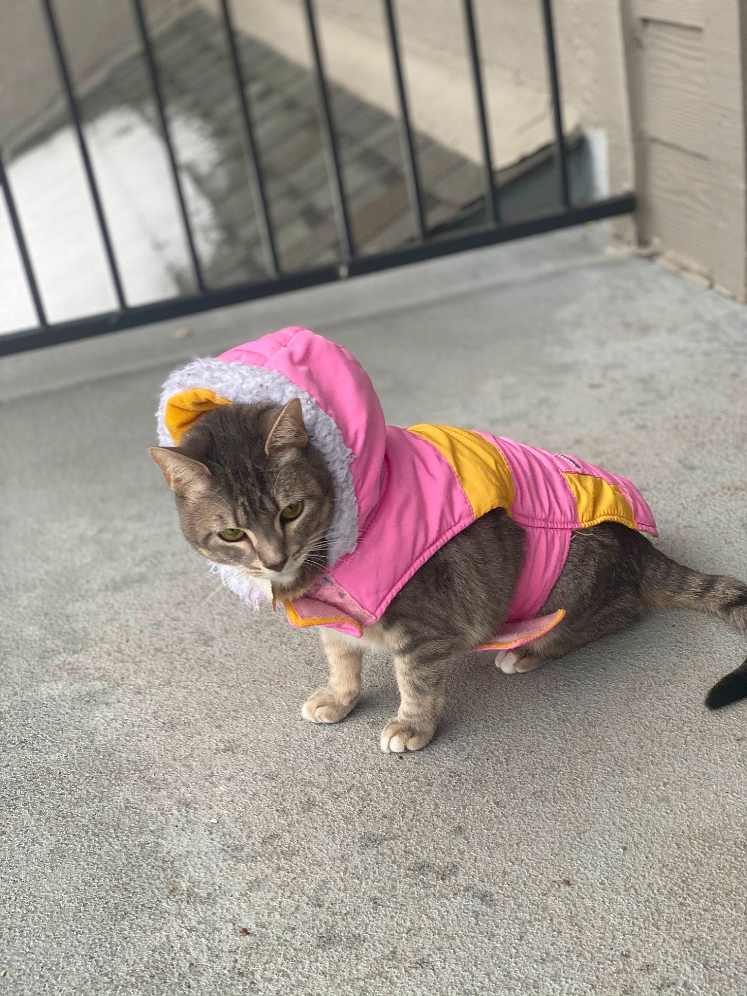 Sabrina joined the competition — help win amazing prizes! asphalt, canidae, carnivore, cat, dog_breed, felidae, fence, flooring, fur, grass, grey, paw, road, road_surface, sand, sidewalk, small_to_medium_sized_cats, snout, tail, whiskers