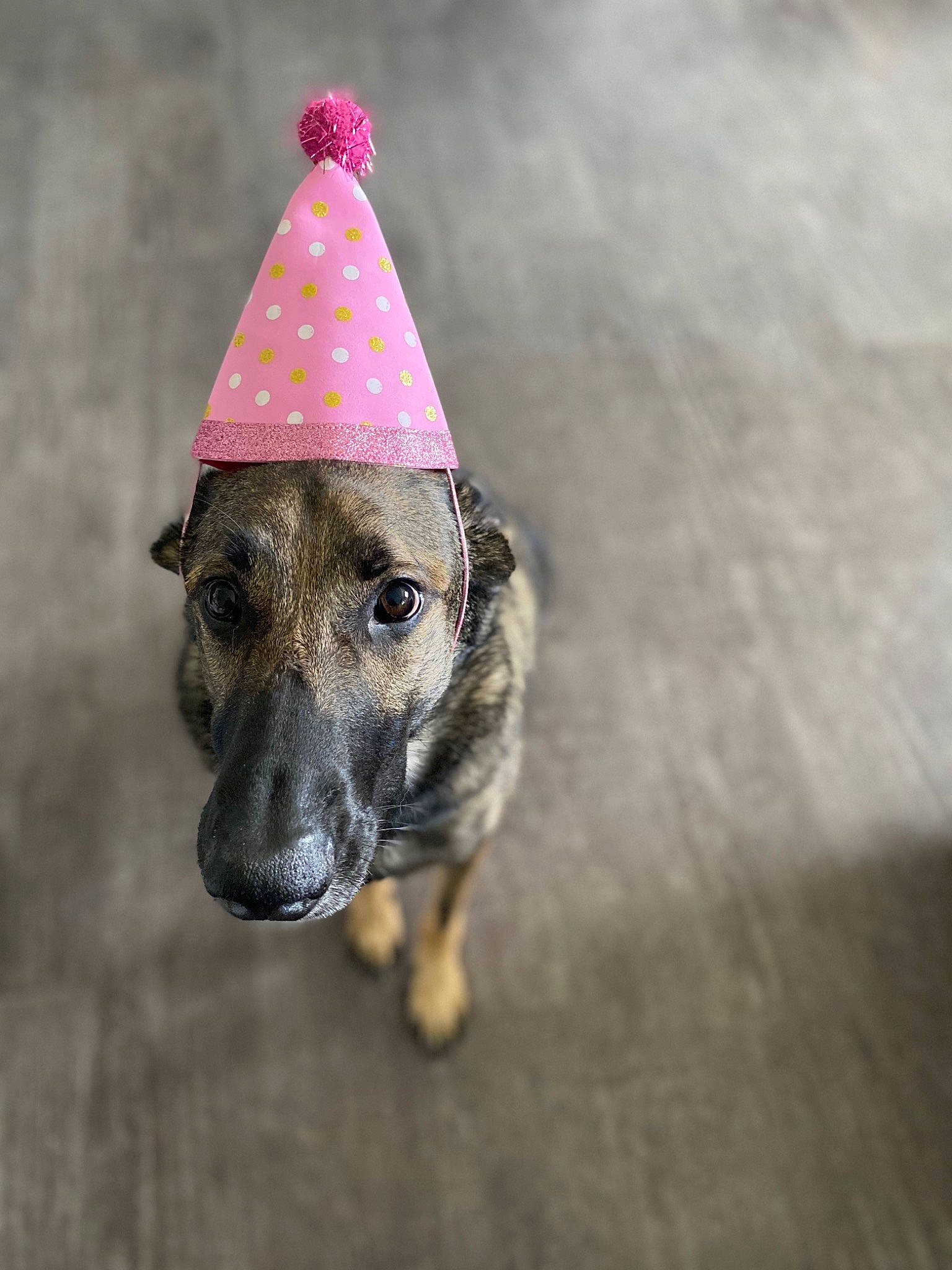 Athena is registered to the contest to win money with this photo: australian_cattle_dog, cap, carnivore, circle, collar, companion_dog, cone, costume_hat, dog, dog_breed, dog_clothes, dog_collar, dog_supply, fashion_accessory, fun, magenta, party_hat, party_supply, snout, water