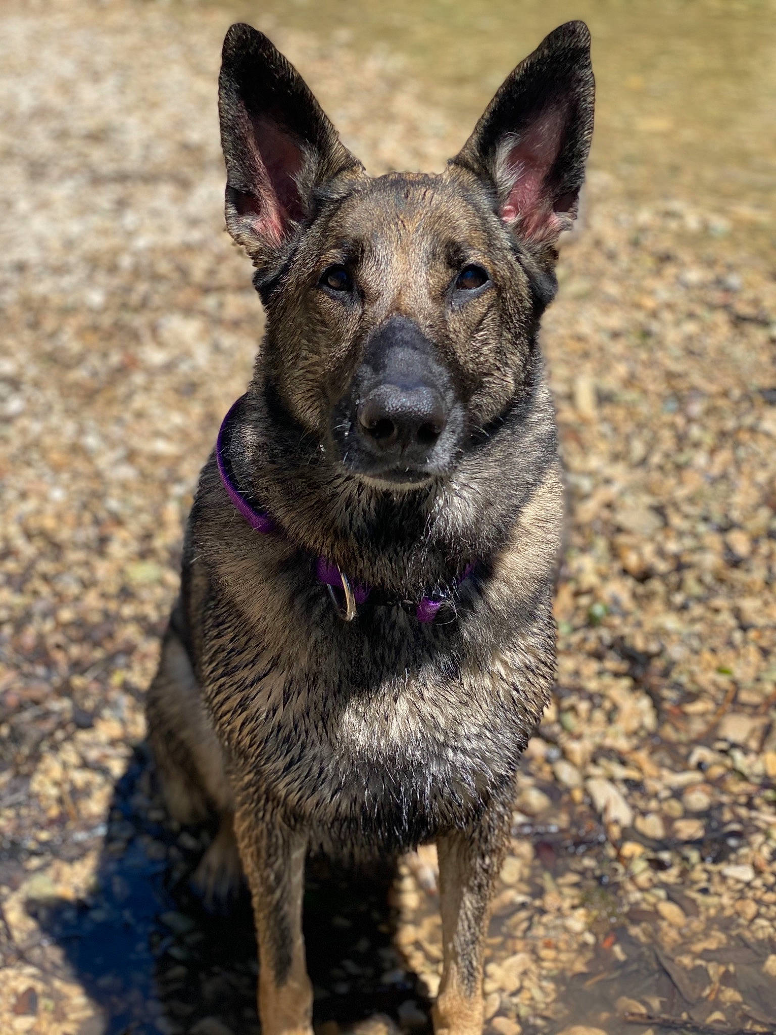 Athena joined the competition — help win amazing prizes! biting, canidae, carnivore, collar, dog, dog_breed, fawn, snout, soil, sporting_group, terrestrial_animal, whiskers, working_animal, working_dog