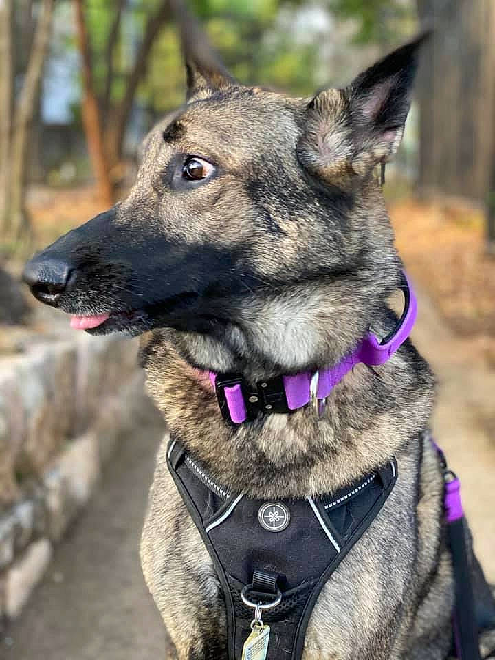 Athena is registered to the contest to win money with this photo: canidae, carnivore, collar, companion_dog, dog, dog_breed, dog_collar, dog_supply, eye, fashion_accessory, fawn, fur, jaw, leash, pet_supply, snout, sporting_group, tree, whiskers, working_animal