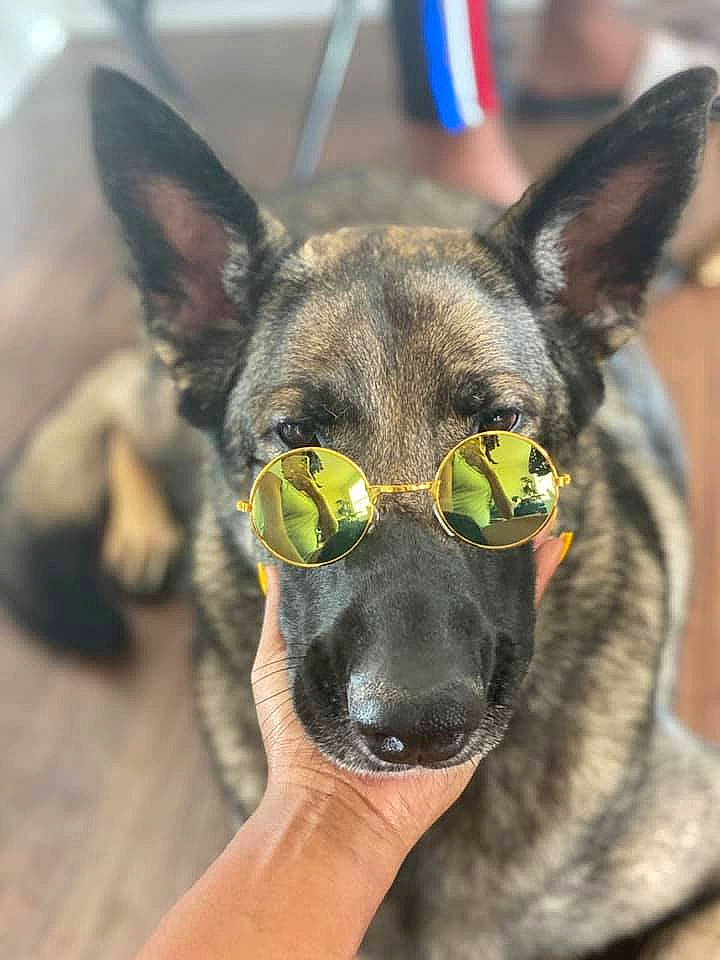 Athena joined the competition — help win amazing prizes! ancient_dog_breeds, canidae, carnivore, collar, companion_dog, dog, dog_breed, dog_collar, dog_supply, ear, fawn, fur, non_sporting_group, snout, sporting_group, terrestrial_animal, whiskers, working_animal, working_dog