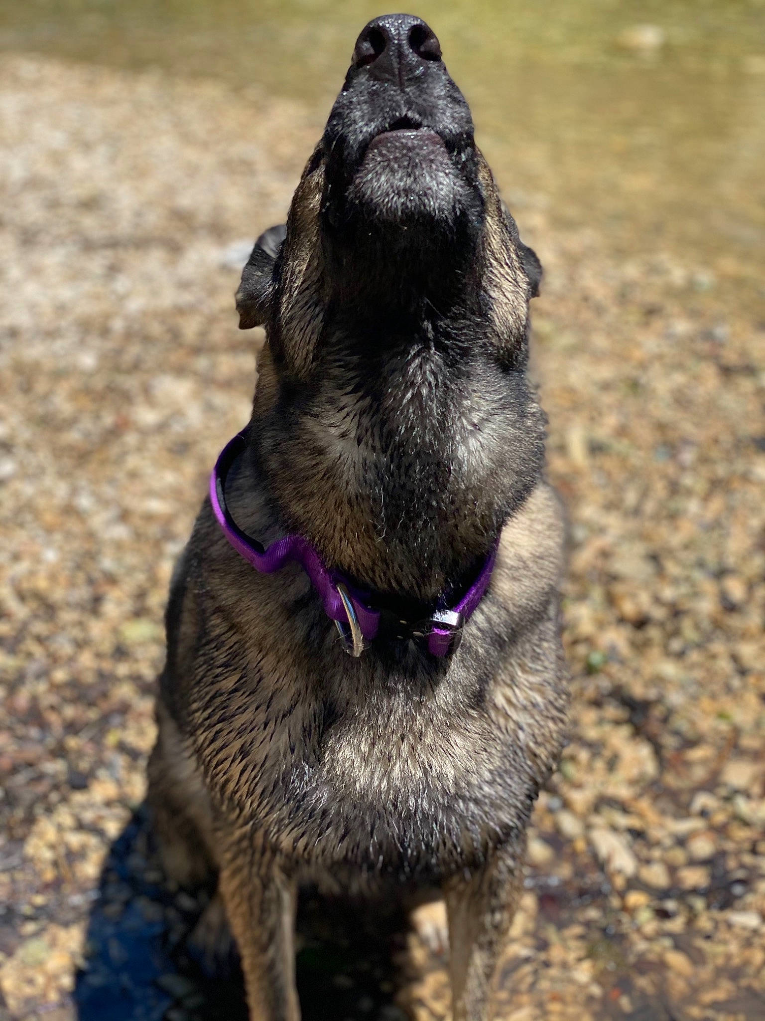 Athena is registered to the contest to win money with this photo: canidae, carnivore, collar, dog, dog_breed, dog_collar, fawn, fur, grass, leash, liver, livestock, pet_supply, snout, soil, tail, terrestrial_animal, whiskers, working_animal, wrinkle