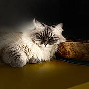 Solinka participe au concours pour gagner de l'argent avec cette photo : cat, fluffy, blue_eyes, wooden_bowl, yellow_surface, relaxed, indoor, pet, portrait, feline, soft_lighting, dark_background, fur, resting, animal, close_up, domestic_cat, whiskers, cute, cozy