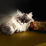 cat, fluffy, blue_eyes, wooden_bowl, yellow_surface, relaxed, indoor, pet, portrait, feline, soft_lighting, dark_background, fur, resting, animal, close_up, domestic_cat, whiskers, cute, cozy